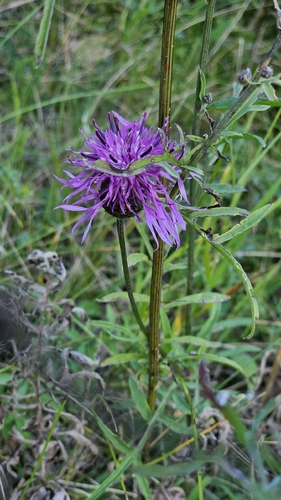 Greater Knapweed
