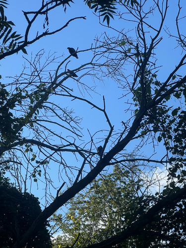 Turkey Vulture
