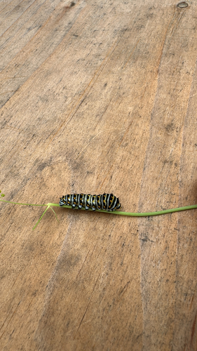 Black Swallowtail