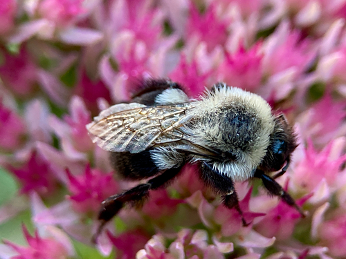 Common Eastern Bumble Bee