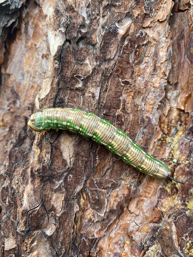 Pine Hawkmoth