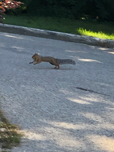 Eastern Gray Squirrel