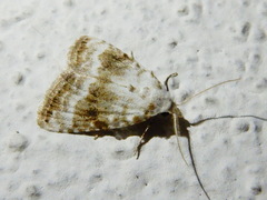 Meganola albula