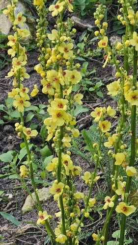 Dark Mullein