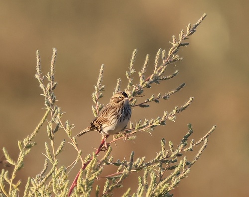 Savannah Sparrow