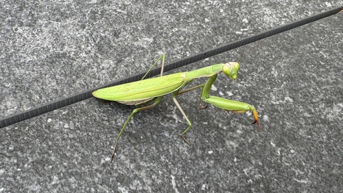European Mantis