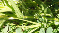 Castilleja minor stenantha