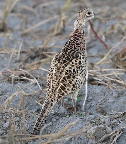 Ring-necked Pheasant