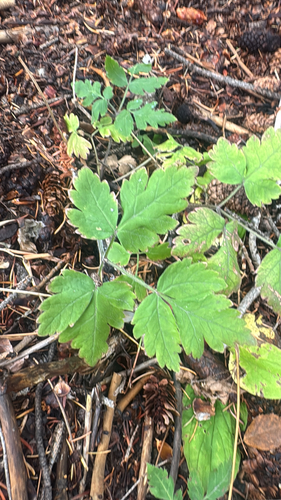 Osmorhiza depauperata, 2026-09-18