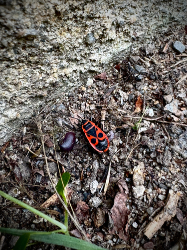 European Firebug