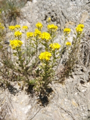 Alyssum montanum