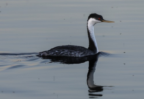 Western Grebe