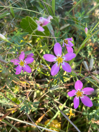 marsh pink