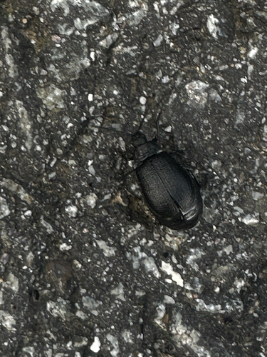 black-punctured leaf beetle
