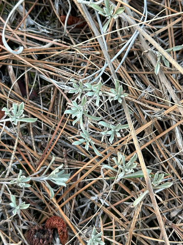 Antennaria umbrinella