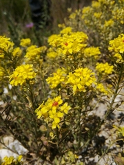 Alyssum montanum