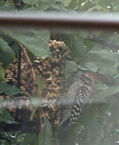 Ladder-backed Woodpecker