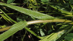 Castilleja minor stenantha