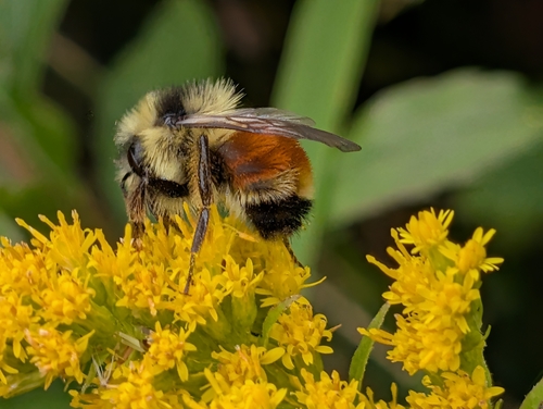 Tricolored Bumble Bee