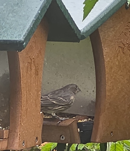 House Finch