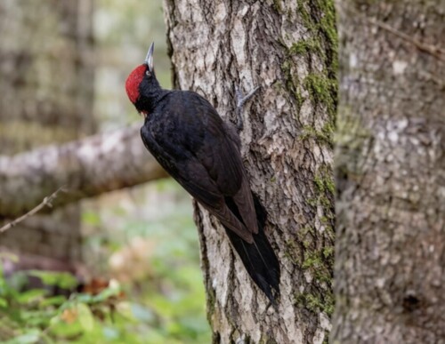Black Woodpecker