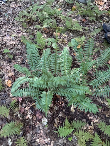 Christmas fern