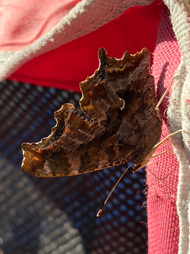 Eastern Comma