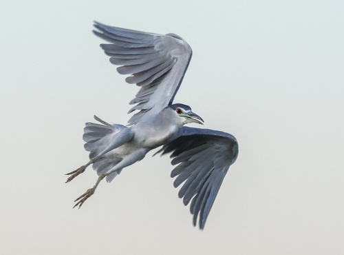 Black-crowned Night Heron
