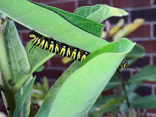Monarch