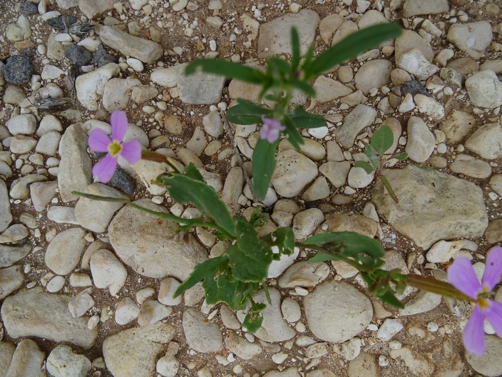 Zuvanda