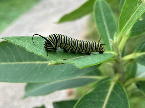 Monarch