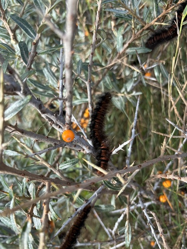 Fox Moth