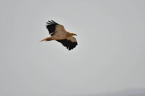 Egyptian Vulture