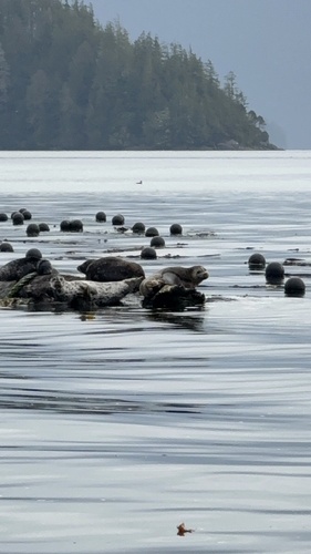 Pacific Harbor Seal