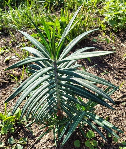 caper spurge