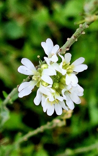 hoary alyssum