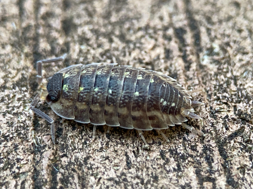 Brickwork Woodlouse