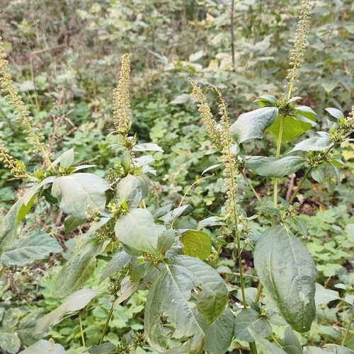 giant ragweed