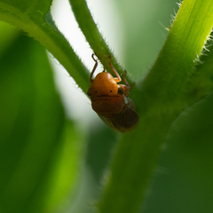 Oncometopia hamiltoni