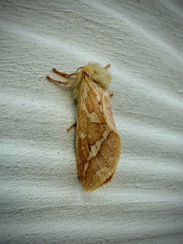 Smooth Ghost Moth