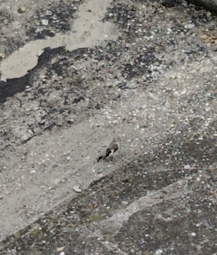European Goldfinch