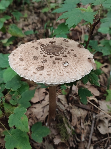 Parasol