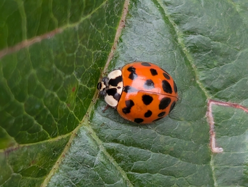 Asian Lady Beetle