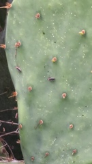 Hesperolabops gelastops