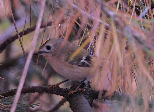 Goldcrest