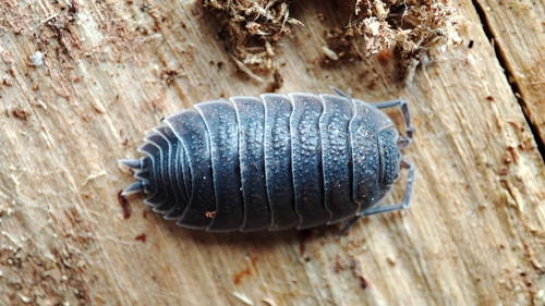Common Rough Woodlouse