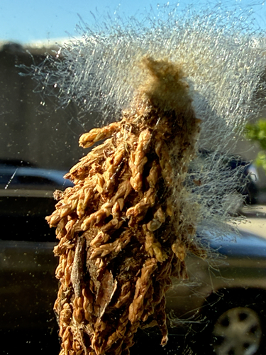 Evergreen Bagworm Moth
