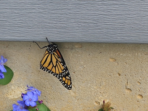 Monarch