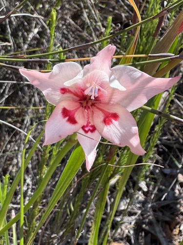 Gladiolus carneus, photograph 4