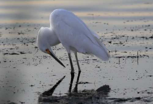 Snowy Egret
